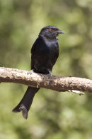 Common Drongo